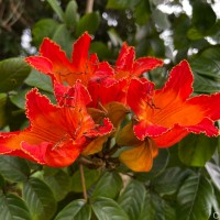 Spathodea campanulata P.Beauv.